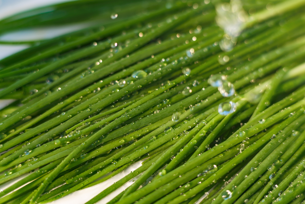 cleaning green onions